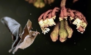 Terra X: Abenteuer Amazonien - Expedition in den Regenwald