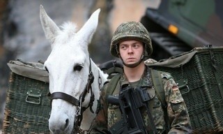 Terra X History: Tiere im Krieg - Spione, Boten und Kämpfer