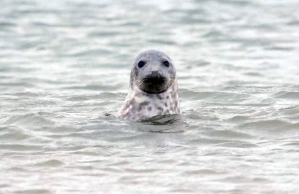 Zeehond in Terug in het Wild