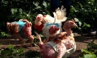 Vom Glück, ein Huhn zu retten