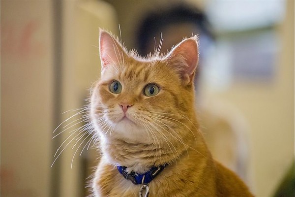 De kat die een leven redde