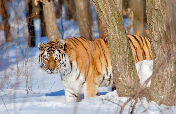 Tijger