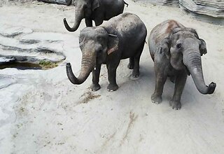 Het echte leven in de dierentuin