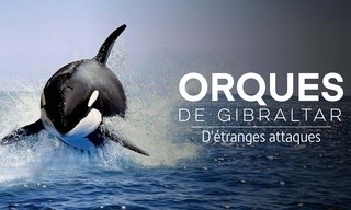Achtung Orcas! Gefahr vor Gibraltar?