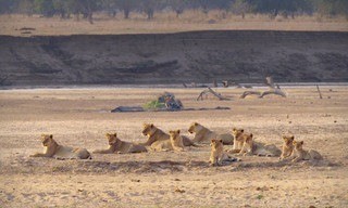 Africa's hunters