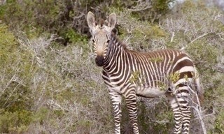 Afrika's verborgen koninkrijken