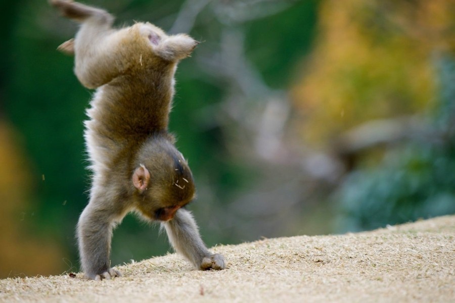Animals At Play