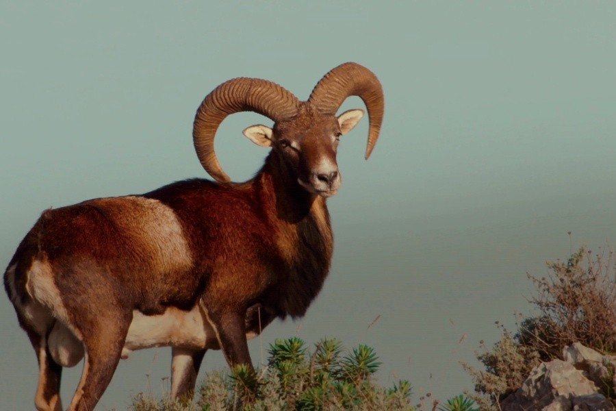 Ark of Stone - The Voyage of Sardinia