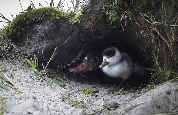 De TV van gisteren: Natuurserie Het Wad in top drie met ruim 1,1 miljoen kijkers