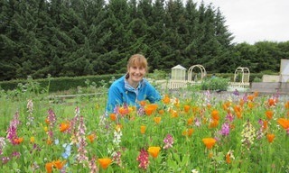 Beechgrove garden