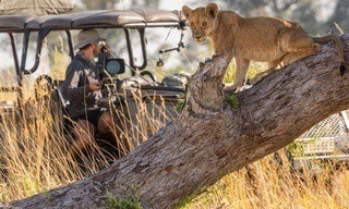 Big cats 24/7