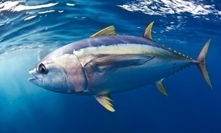 Blue planet II