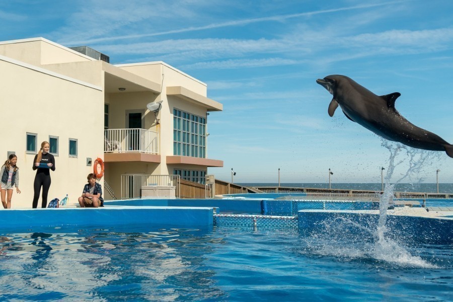 Bernie the Dolphin