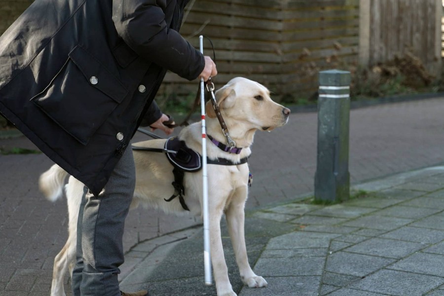 Bij ons op de Hondenacademie