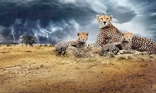 Chasing the rains