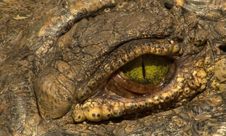 Croc Wars: Grumeti Vs Mara