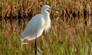 Das Geheimnis der Au
