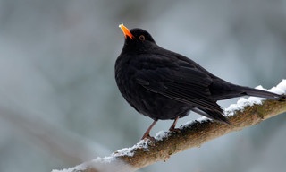 Das Geheimnis der Vögel