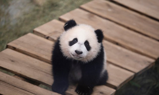 De kleine reuzenpanda - Het echte leven in de dierentuin