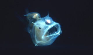Deep Sea Dwellers