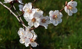 Der Duft der Marille - die sonnige Frucht der Wachau
