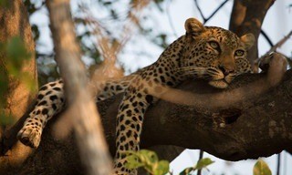 Diary of a teen leopard