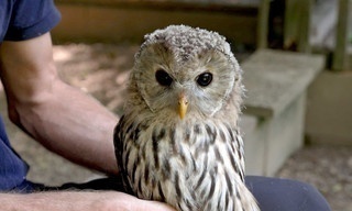 Die geheimnisvolle Sprache der Bäume - Unterwegs mit den Hütern des Waldes