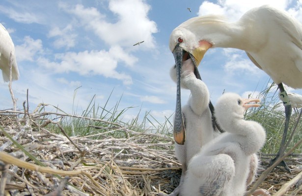 De Lepelaar in een Roerige Wereld