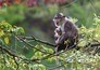 Dublin Zoo