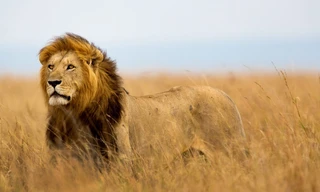 Extreem Afrika