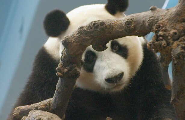 Panda uit Het Echte Leven in de Dierentuin