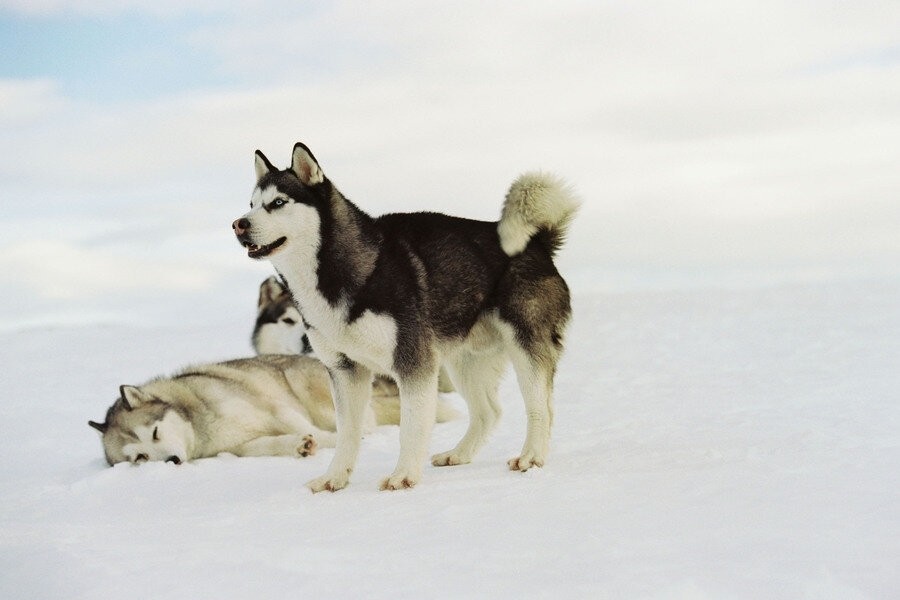 Eight Below