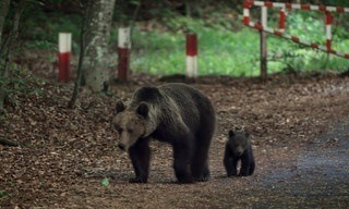 Freie Bahn für Wildtiere
