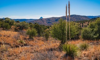 Fremder Stern Texas - Mehr als Cowboys, Öl und Wilder Westen