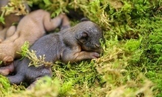 Geheimnisvolle Eichhörnchen