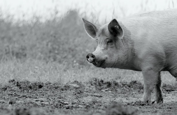 Gunda: Mother, Pig