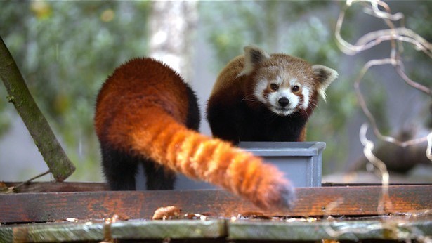 Bruine beren met een trauma in Het echte leven in de dierentuin