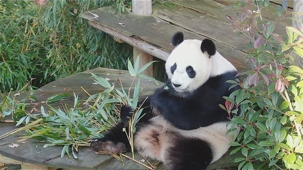 Wu Wen of Xing Ya