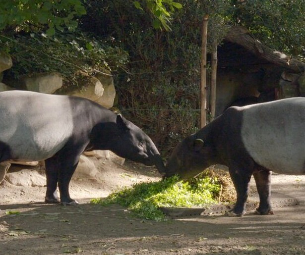 Nieuw seizoen speelt zich af in Diergaarde Blijdorp