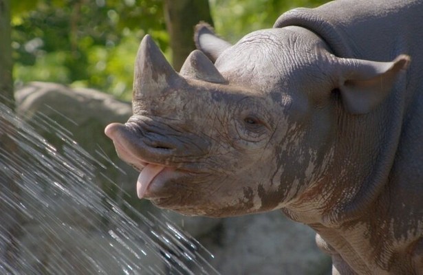 Lief! Er komt een babyneushoorn aan!