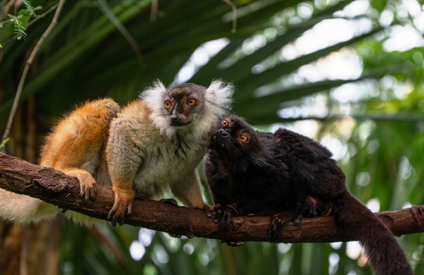 Lova en Rivo (maki's) in Het Echte Leven in de Dierentuin 