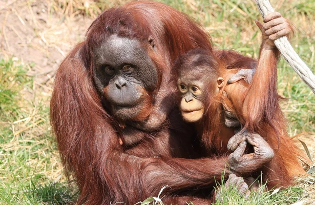 Still uit Het Echte Leven in de Dierentuin
