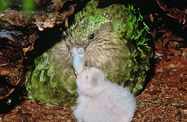 Kakapo