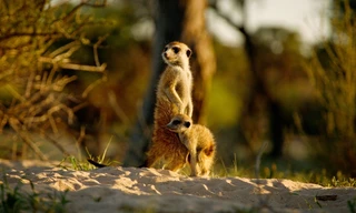 Kalahari: Land van geheime bondgenootschappen