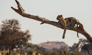 Leopard kingdom