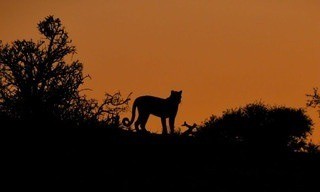 Mashatu: Land of Leopards