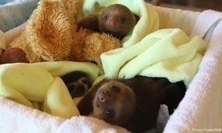 Meet the Sloths