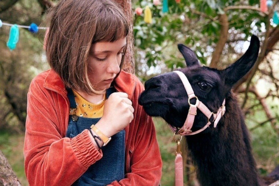 Mijn leven als Lotte - hoera voor de alpaca!