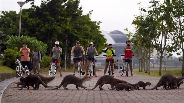 De stad als leefgebied