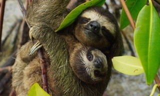 Natuur op 2: Planet Earth